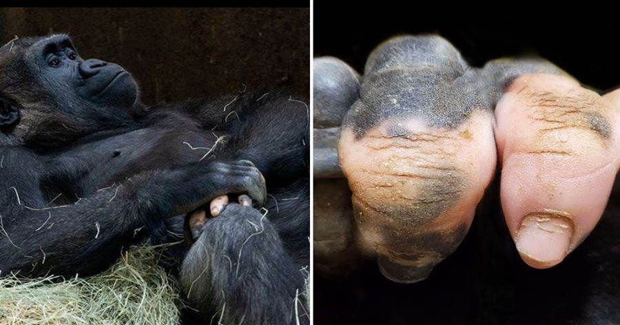 動物園大猩猩竟然長出了和人類一樣的手指，引起網友熱議