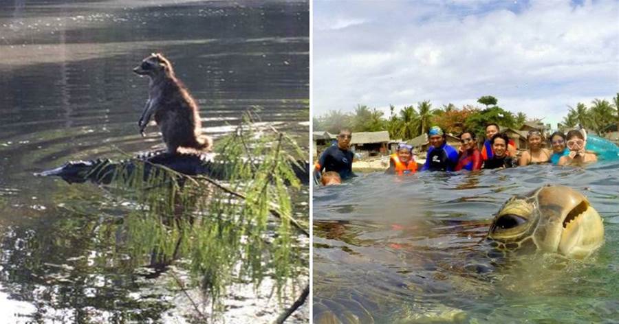 50個意想不到的照片：河馬把130歲龜當媽媽，小浣熊把鱷魚當坐騎