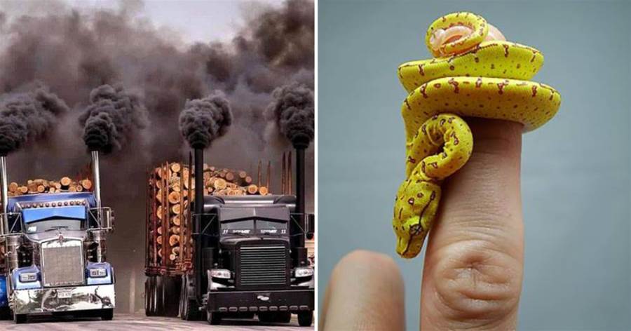 32張不可思議的震撼圖片：擎天柱飆車，剛出生的小蛇，現實版畫品畫皮
