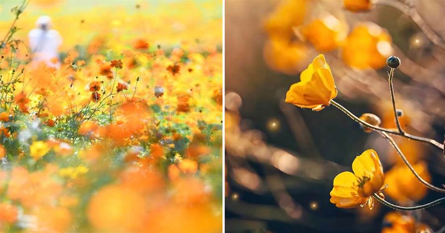 拍花朵照片想好看，這6個攝影技巧用起來，新手也能學得會