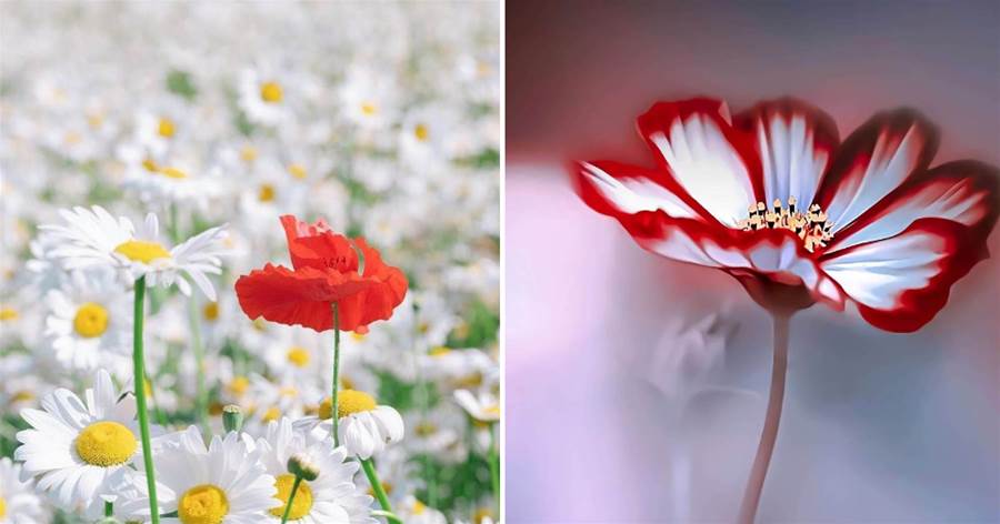 5個攝影技巧，你春天拍花朵照片用得上，直接模仿就學會了