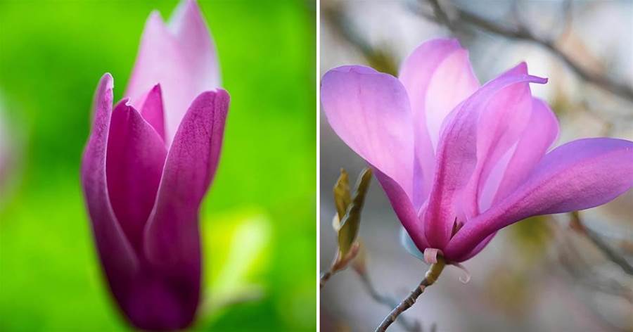 用手機如何拍美「玉蘭花」照片，別犯這4個錯誤，送你改正技巧