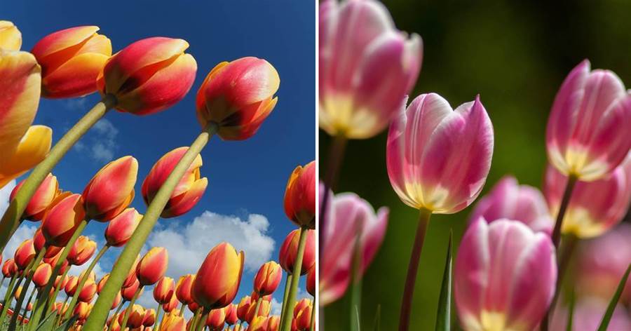 用手機拍花朵照片，學這篇教程就夠了，5個攝影技巧幫你把花拍美