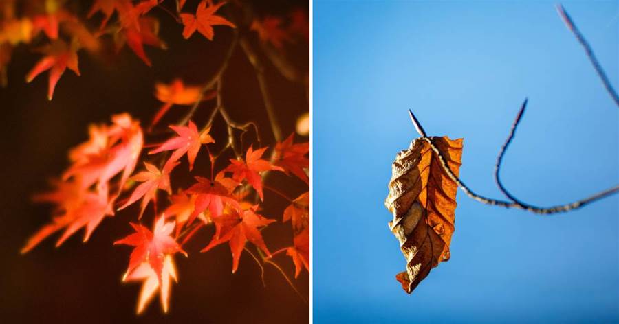 把樹葉拍好看，這9個攝影技巧能幫你，不再浪費生活中的美