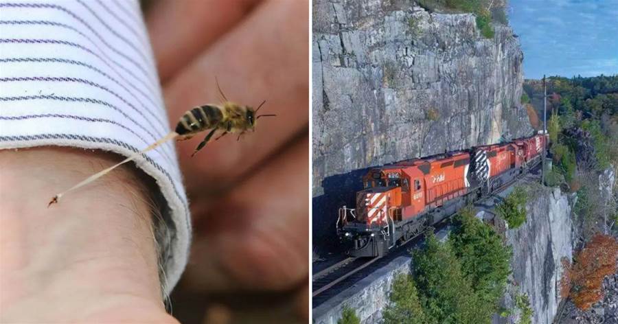 13張開闊視野的照片：正在蜇人的蜜蜂，峭壁上的火車，營救落水的小狐貍