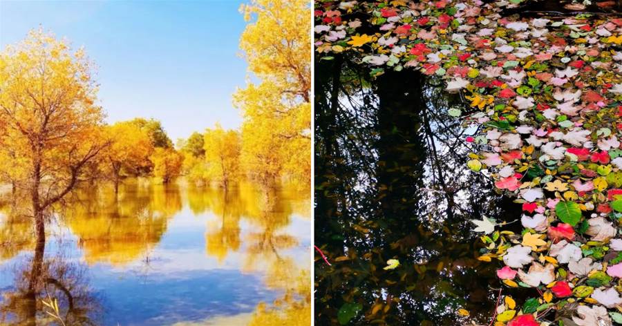 用手機拍秋天，這些視角很贊～為大伙提供些拍秋天的靈感