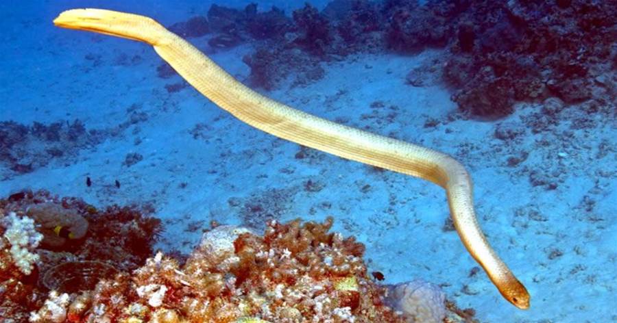 海蛇究竟有多危險？科學家表示，有一種情況下海蛇會追著你咬