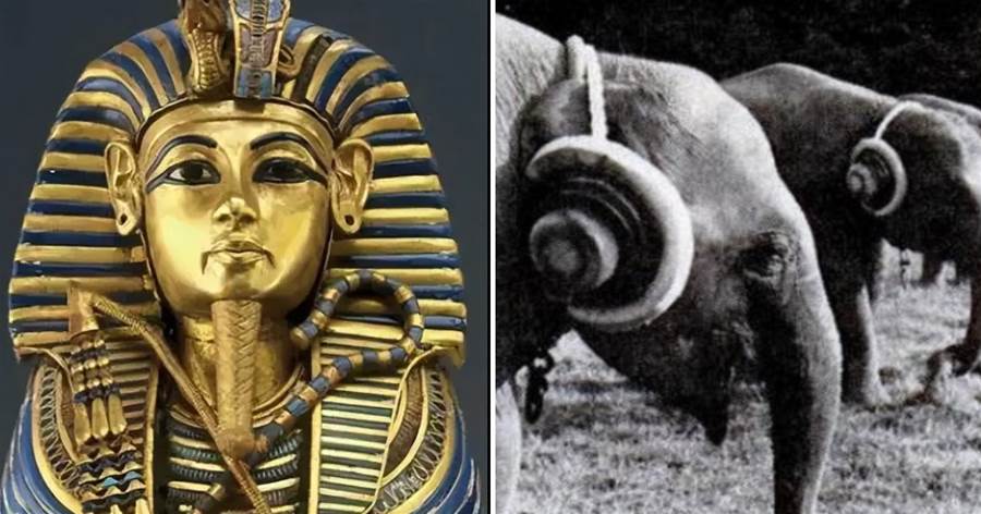 25張活久未見的照片，3000年前埃及法老的游戲棋盤，給大象帶耳機